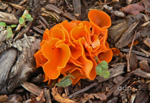 Aleuria aurantia (Orange Peel fungus) Alan Prowse